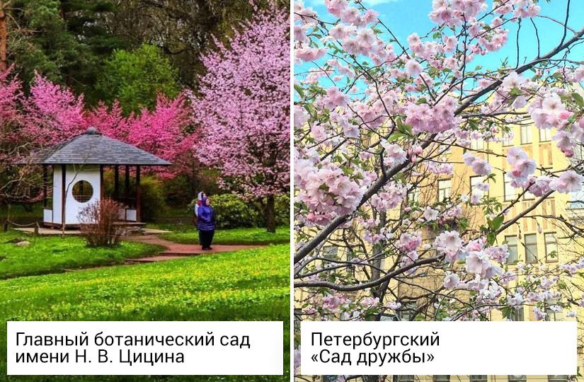 Что цветёт в столицах в мае: путеводитель по самым живописным местам Москвы и Санкт-Петербурга2