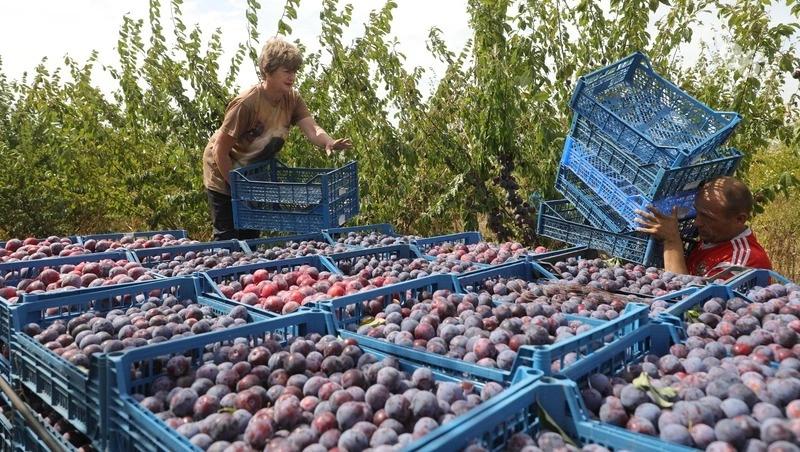170 тонн слив собрали садоводы Ставрополья